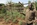Schulung Agro-Ökologie Mali
